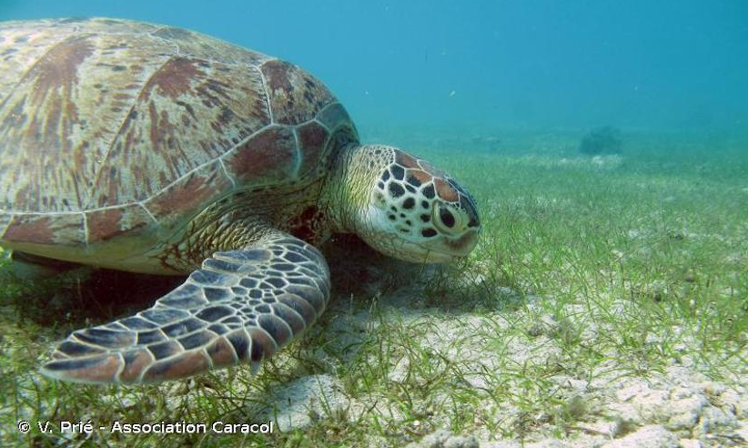 Chelonia mydas