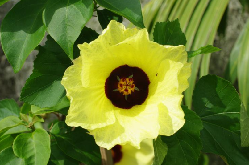 Hibiscus ovalifolius