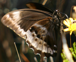 Papilio_phorbanta_femelle_ccbync_jcnotter.jpg