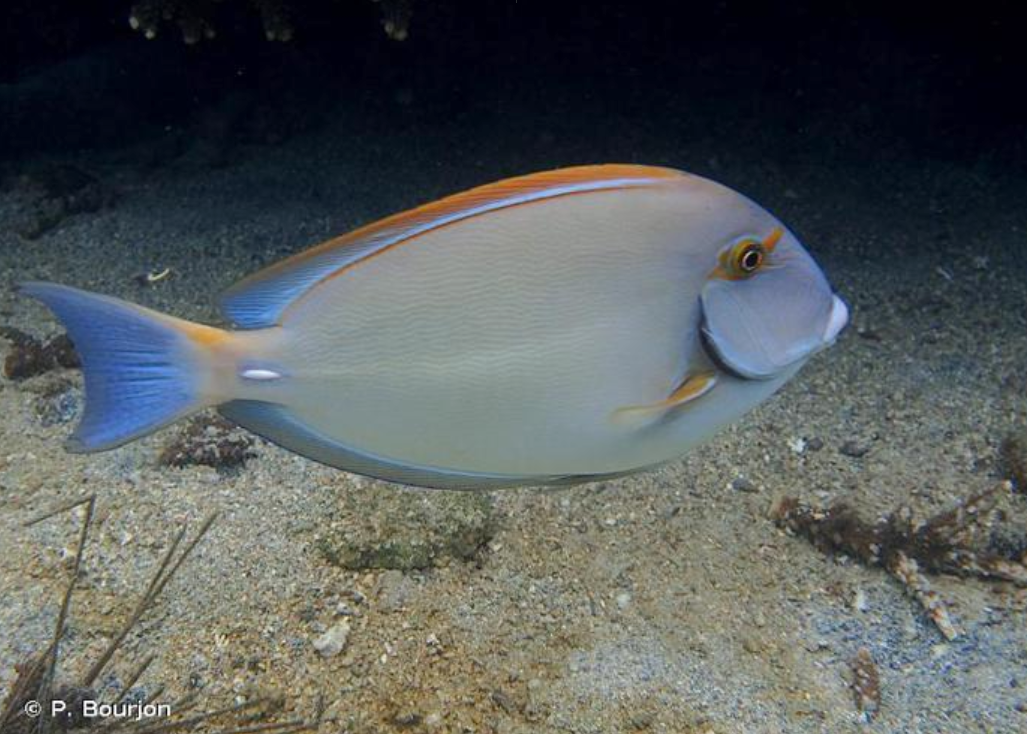 acanthurus_dussumieri.png