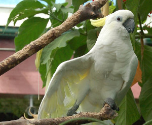 cacatua_galerita_ccby20hardeep_singh_redimensionnee.jpg