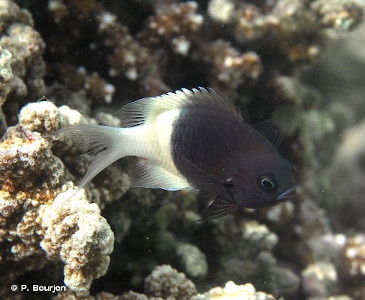 chromis_dimidiata_p_bourjon_ccbyncsa.jpg