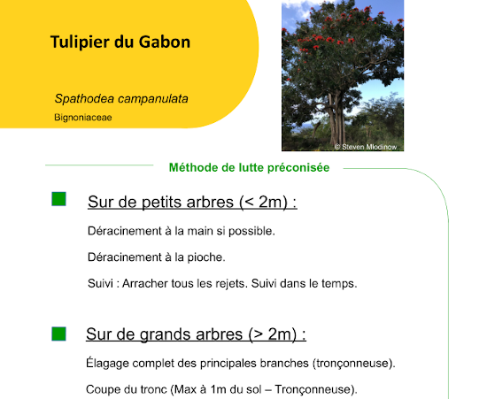 fiche_lutte_tulipier_gabon.png