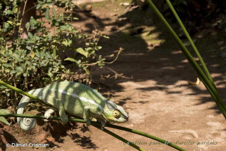 phelsuma_inexpectata_aurelien_bour_ccbync_light.jpeg