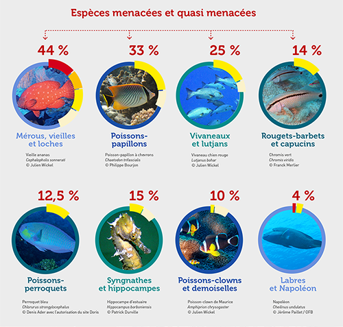 infographie-liste-rouge-poissons-recifs-Reunion-especes-menacees.png