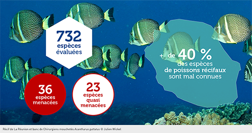 infographie-liste-rouge-poissons-recifs-Reunion-nb.png
