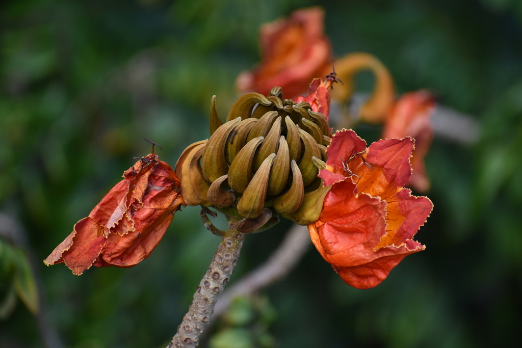 Tulipier du Gabon